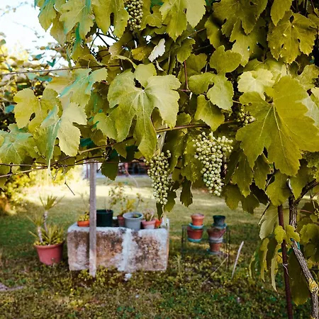 Borgo Tarapino Campagna Gasthof