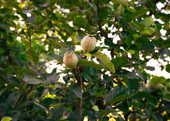 Gasthof Borgo Tarapino Campagna