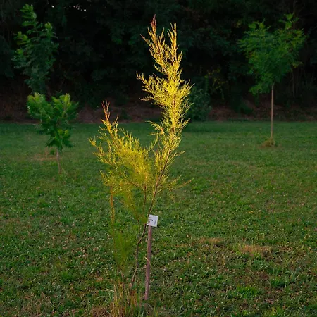 Affittacamere Borgo Tarapino Campagna 3*
