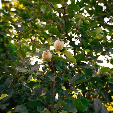 Konukevi Borgo Tarapino Campagna