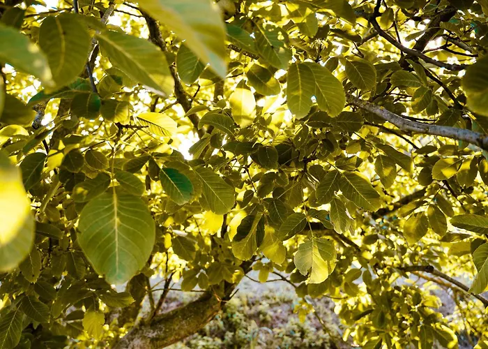 Borgo Tarapino Campagna בית הארחה פררה