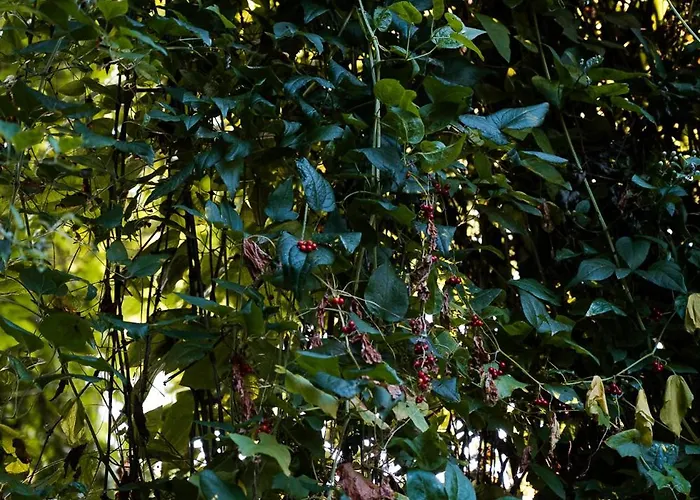 בית הארחה Borgo Tarapino Campagna