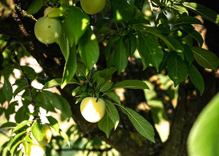 Affittacamere Borgo Tarapino Campagna 3*